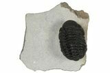 Detailed Morocops Trilobite - Ofaten, Morocco #179194-1